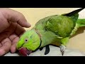 Everytime he needs Love❤️ - Talking Parrot