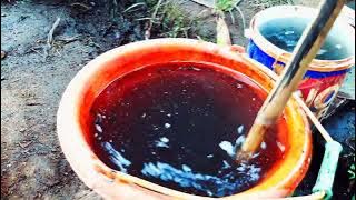 Tahap 4: Pemupukan Cair (POC DAUN SINGKONG) Untuk Cabe Enam (6) Hari Setelah Pindah Tanam!!