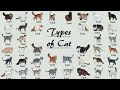 All 98 Types Of Cat In The World の動画、YouTube動画。