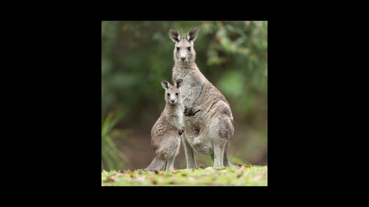 🦘 “Meet the Western Grey Kangaroo – Australia’s Chill Outback Hopper!” 