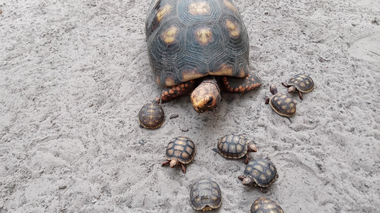 CUIDANDO DOS FILHOTES DE JABUTI YouTube CUIDANDO DOS FILHOTES DE JABUTI YouTube