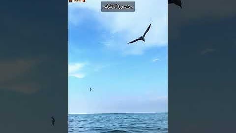 سورة الزخرف/ عدد من أصوات القراء / ارح سمعك وبصرك واذكر ربنا وربك في كل وقت ان الحسنات يذهبن السيئات