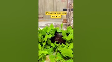 108 बेल पत्र चढ़ाने से क्या होता है? 🌿🔱🚩 #mahadev  #pradeepmishraji