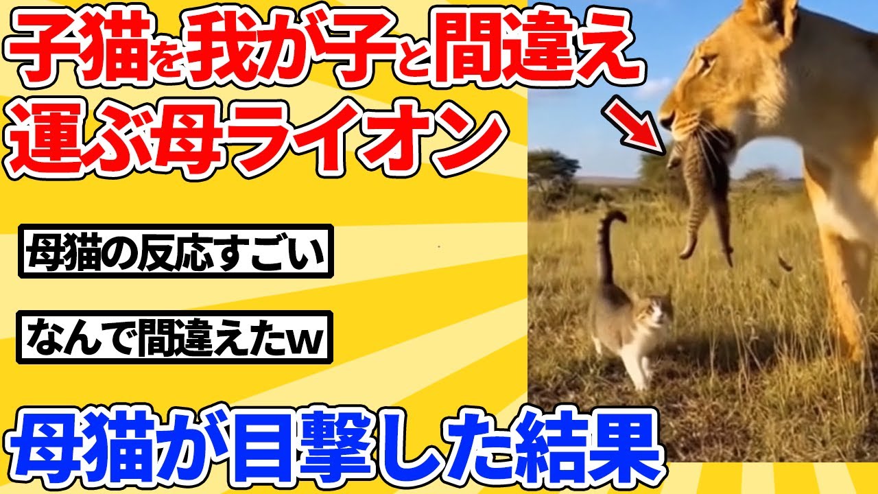 【2ch動物スレ】子猫を我が子と勘違いして連れていく母ライオン→母猫に見つかった結果