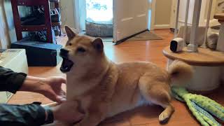 Angry Shiba Warby Gives A Low Five