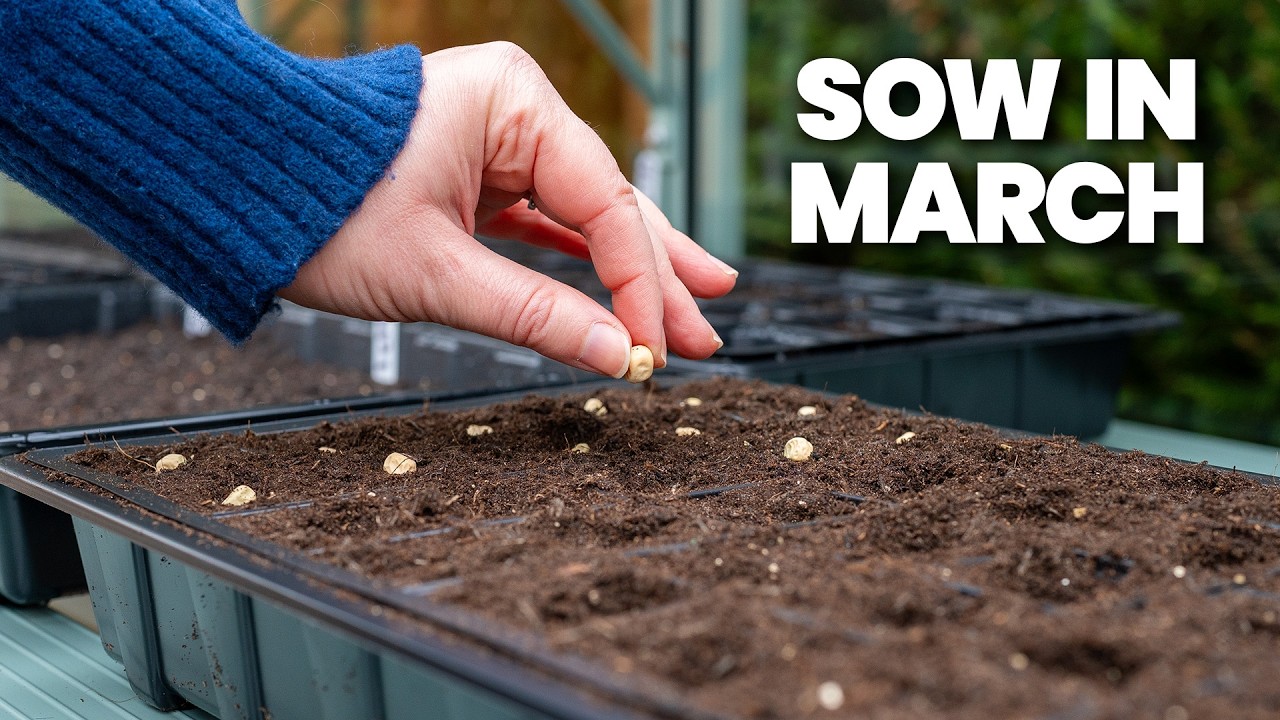 10 семян, которые было бы безумием не посеять в марте