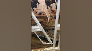 IntelliChain Alley Scrapers - make clean-up easy