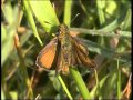 Lulworth skipper male