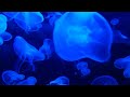 RELAXING JELLYFISH SWIMMING THROUGH OCEAN WATER | TTT