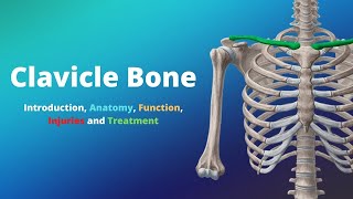 Clavicle Bone: Introduction, Anatomy, Function, Injuries and Treatment.