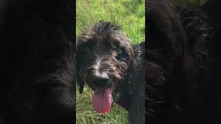 Visual extracts of a day in the life of Skippydog BEDLINGTON TERRIER CROSS dog