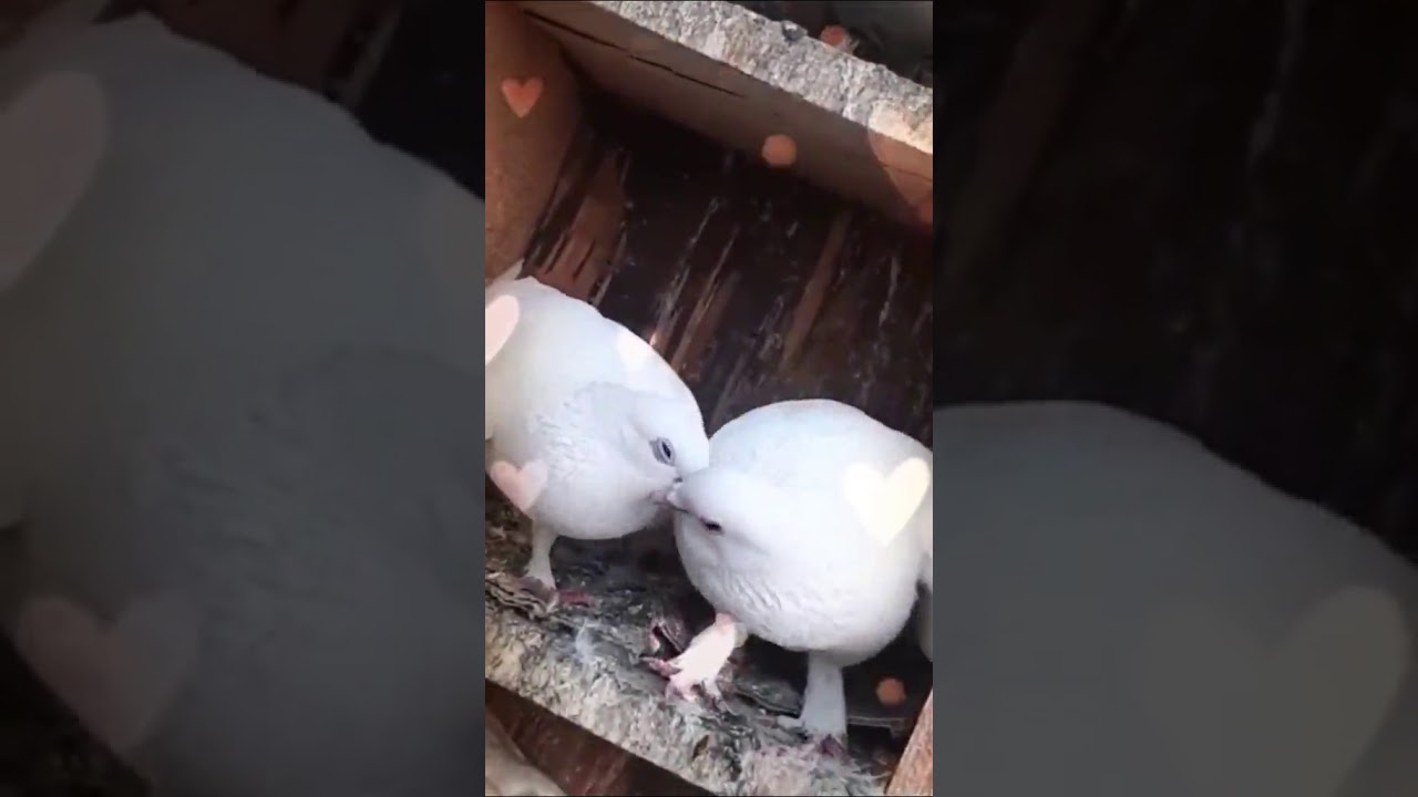 bird couple Love Status 😍😍 YouTube