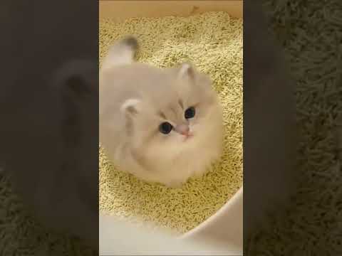 Video: 3 Cara Memberitahu Kucing Bermain atau Berjuang