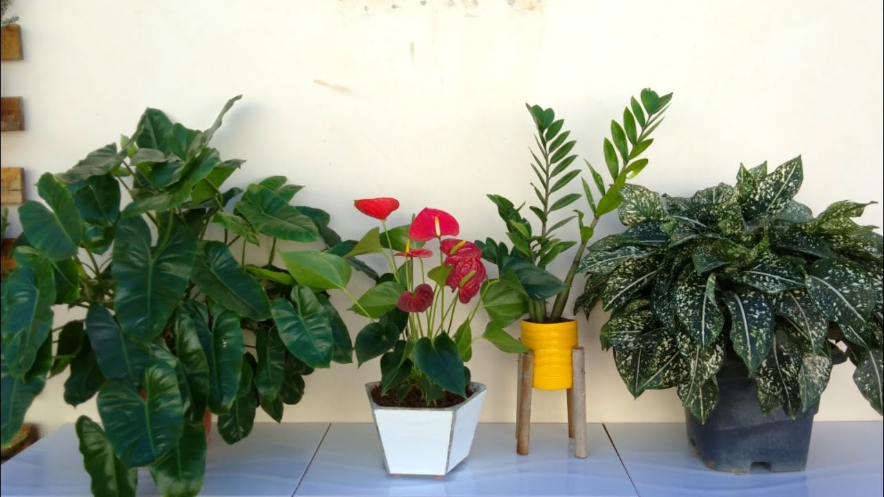Plantas que gostam de Sombra - thptnganamst.edu.vn