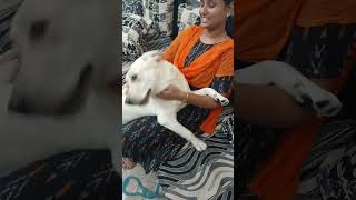 dog seeing mom after 2 days..