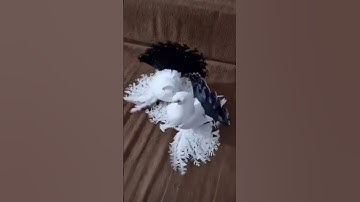 world best on❤️‍🔥 beautiful pigeon 😱 #shorts #viral #trending #shortvideo