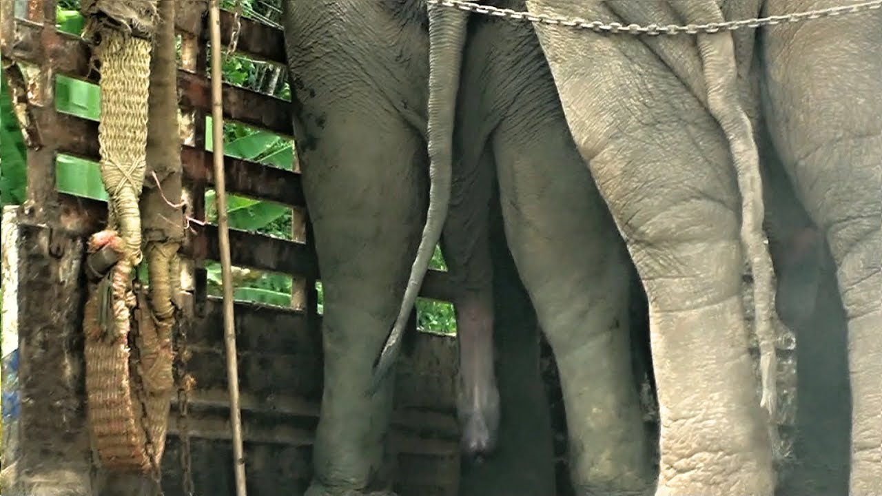 Excited ElephantTransport Elephants in Thailand YouTube