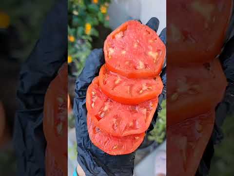 Video: Kaspisk rosa informasjon - Lær hvordan du dyrker en kaspisk rosa tomat