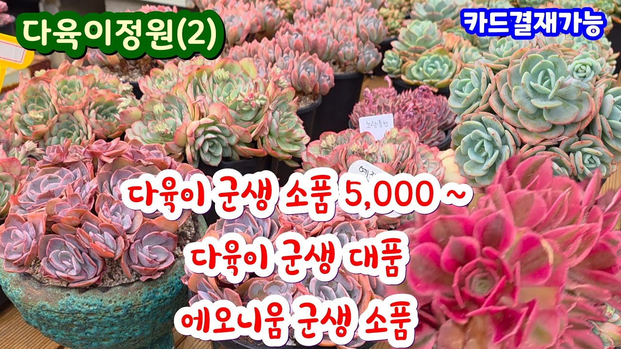 다육이정원(2) 예쁜 다육이 군생 소품 대품 에오니움 소품 5~6천에 착한 가격