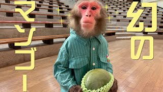 お猿さんとワンちゃんを一緒にお風呂に入れたら奇跡が起きました お猿さんとワンちゃんを一緒にお風呂に入れたら奇跡が起きました