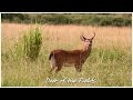 Deer of the Fields - 15m of nature, wildlife, and relaxing views. Enjoy!