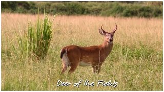 Deer of the Fields - 15m of nature, wildlife, and relaxing views. Enjoy!