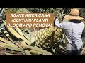 Agave americana century plant bloom and removal