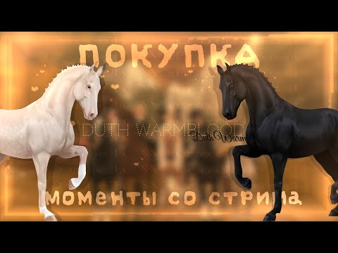 Видео: ⇾ STAR STABLE: ПОКУПКА ГОЛЛАНДСКОЙ ПОЛУКРОВНОЙ | МОМЕНТЫ СО СТРИМА — [4K]