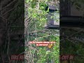 Red Squirrel
