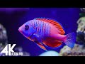 Aquarium 4K VIDEO (ULTRA HD) 🐠 Sea Animals With Relaxing Music - Rare &amp; Colorful Sea Life Video