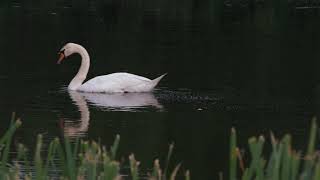 Swans on the Kupelinka River.