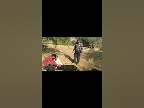 Animal rescue by animal ngo team - 841 | Animal ngo | cow 