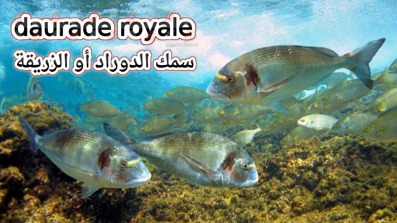 🐟أسرار سمكة زريقة او دوراد او امون 🐟 وتقنيات صيدها