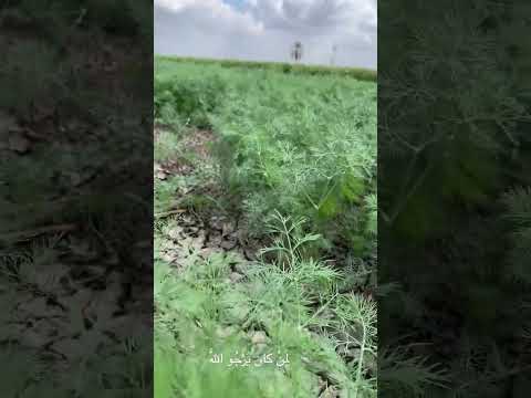 قف واسم ع هذه الآية بصوت الطبلاوي ستشعر بشيء مختلف الطبلاوى