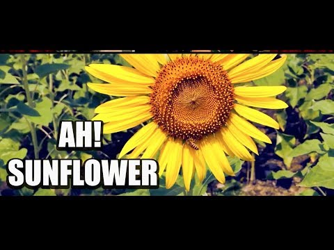 Ah Sunflower by