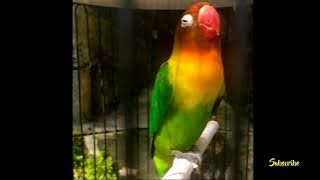 Masteran Lovebird Betina Konslet Durasi Panjang Rasa Fighter