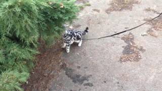 Strolling with my kitty Dreamy in the park (on a leash ! )