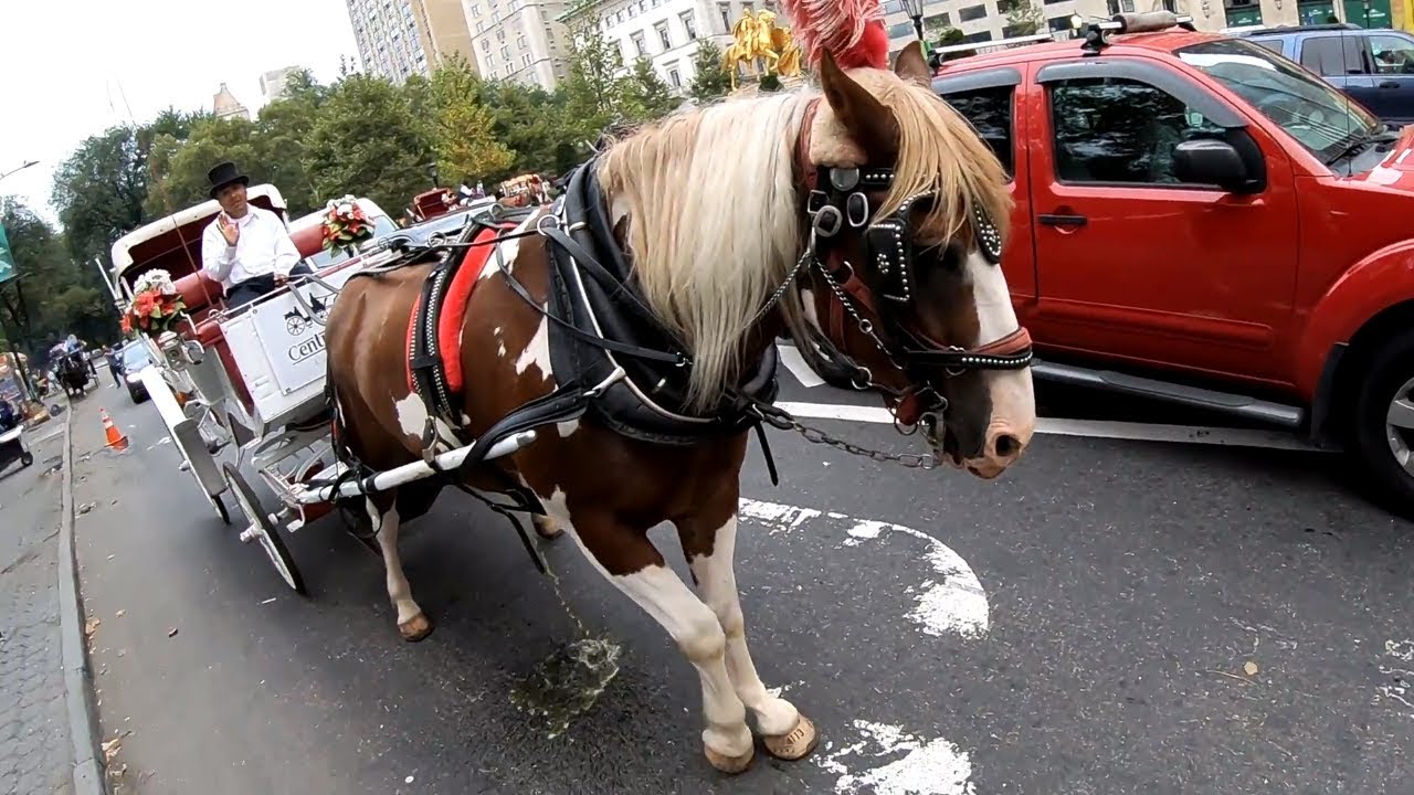 Horse Nearly Pees On Cyclist in NYC YouTube