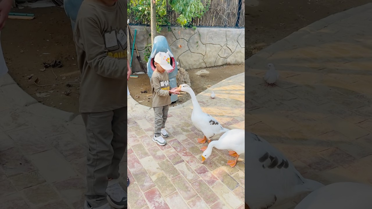 😮😍OMG baby feeding the ducks😍😮 | Multi zoo Islamabad | Baby playing with ducks 