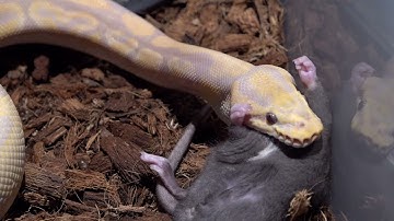 Lavender Python Latches On Rats Face / Warning Live Feeding