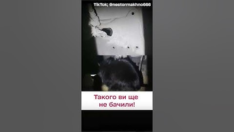 😻 Такого ви ще не бачили! Оце диво!