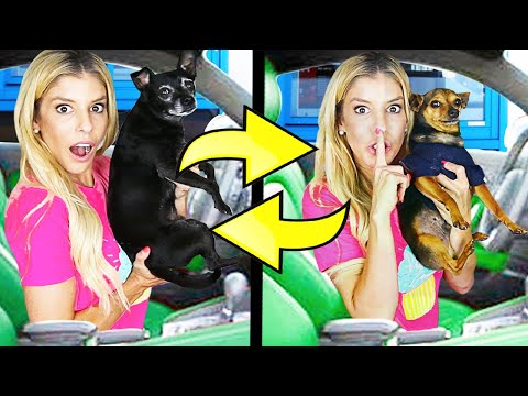 twin-swap-drive-thru-challenge-with-our-dogs!
