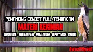 TEMBAKAN CENDET GACOR MATERI KEKINIAN BIKIN CENDET IKUT BONGKAR MATERI