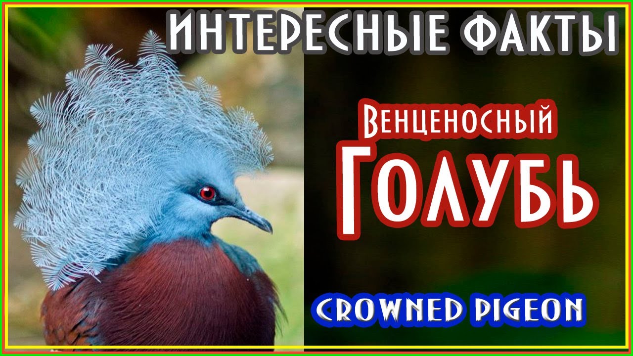 Венценосный голубь интересные факты #интересныефакты #pigeons #birdspecies