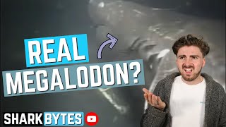 Shark Scientist REACTS to \\