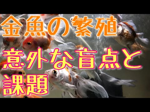 わくわく金魚らんど わくわく金魚らんど