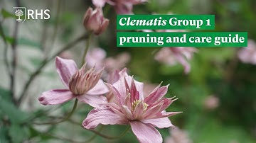 Clematis group 1 pruning and care guide | The RHS