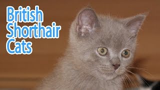 British Shorthair Breed