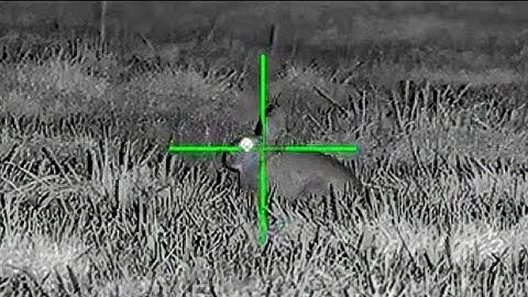 RABBIT HUNTING with a 17HMR - FLAT & FAST!!