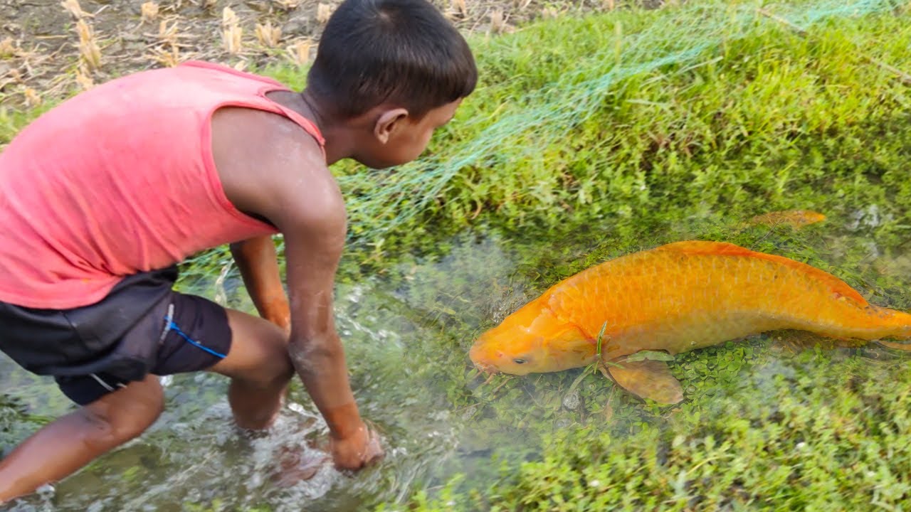 amazing hand fishing video Smart boy catching fish by hand from mud
